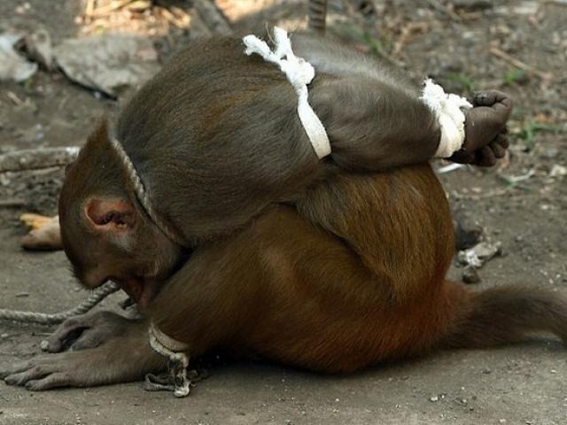 Ấn Độ: Khỉ bị trói giật cánh khuỷu vì tội ăn cắp