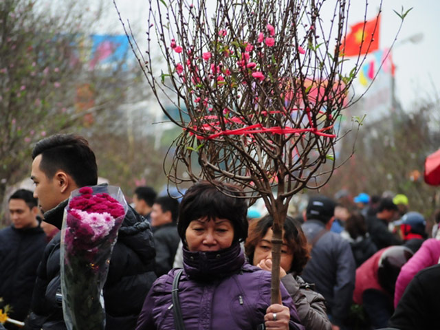 Tin tức trong ngày - Giá quất, đào tụt dốc không phanh ngày cuối năm