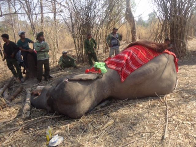 Chú voi rừng Việt Nam khiến chuyên gia quốc tế xúc động