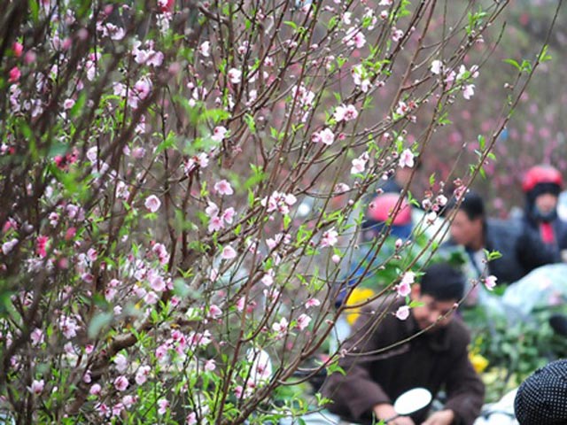 Tin tức trong ngày - Dự báo thời tiết VTV ngày 8/2: Miền Bắc đón Tết trong thời tiết đẹp