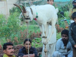 Chuyện lạ - Khó tin: Chú dê ở Pakistan có khả năng làm xiếc như khỉ