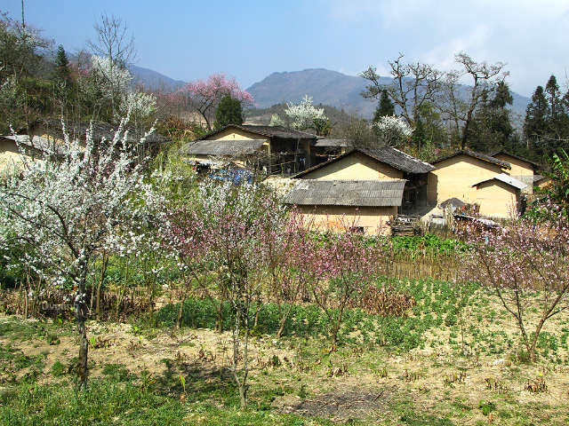 Bạn trẻ - Cuộc sống - Ngắm 'thiên đường hoa' trên cao nguyên đá