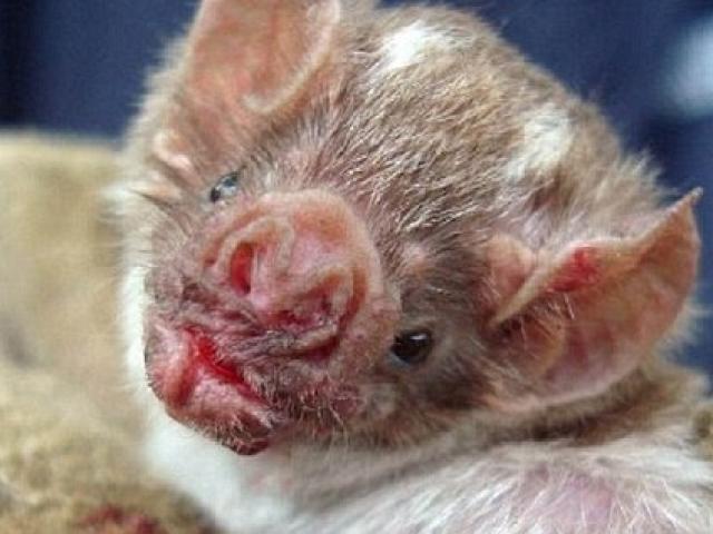 Thế giới - Peru: Bị dơi "ma cà rồng" tấn công, 12 trẻ em tử vong