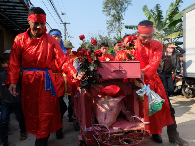 Tin tức trong ngày - Lễ hội chém lợn Ném Thượng: "Ông ỉn" bị chém trong nhà kín