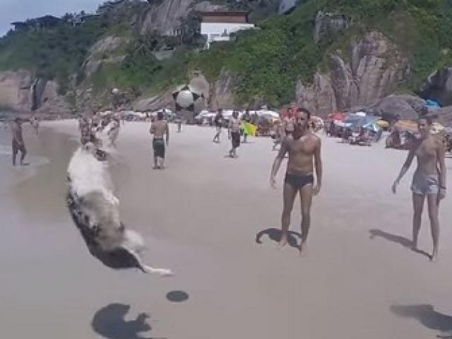 Phi thường - kỳ quặc - Khó tin: 'Chó nhà người ta' chơi bóng chuyền giỏi như người