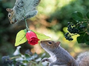 Phi thường - kỳ quặc - 'Đôi tình nhân' lãng mạn nhất thế giới ngày Valentine