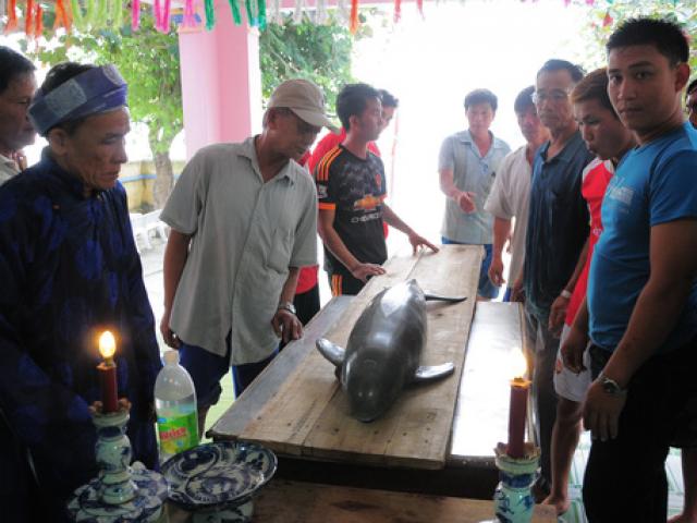 Cá voi “lụy” dạt vào bờ biển Quy Nhơn