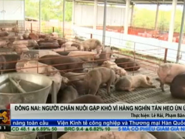 Thị trường - Tiêu dùng - Bản tin tài chính kinh doanh 16/2: Hàng nghìn tấn heo ùn ứ ở Đồng Nai