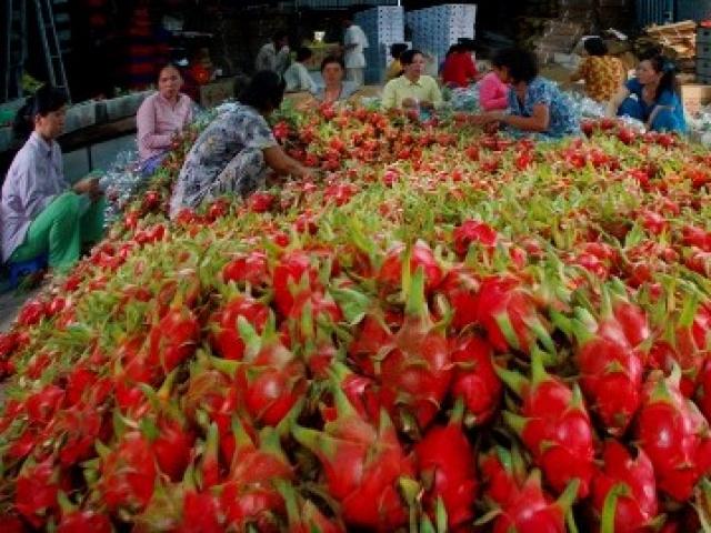 Thị trường - Tiêu dùng - Thanh Long xuất sang Trung Quốc có giá bao nhiêu?