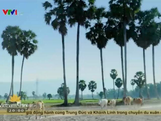 Du lịch - Du xuân ở xứ sở cây thốt nốt Việt Nam