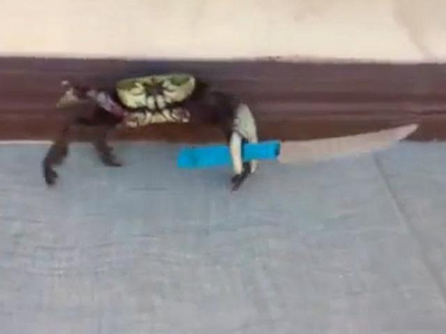 Thế giới - Video: Cua "xã hội đen" múa dao đánh lại người