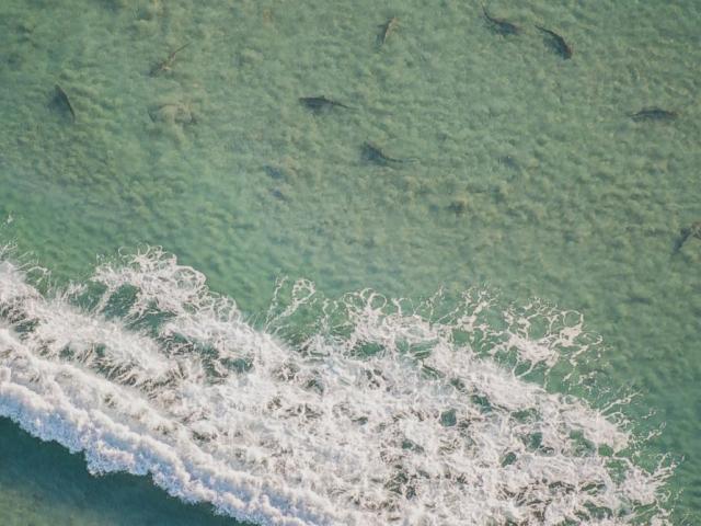 Chục nghìn cá mập vây đen “chặn cửa” bờ biển Florida