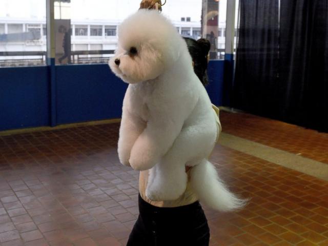 Thế giới - Ngắm những chú chó đáng yêu nhất nước Mỹ