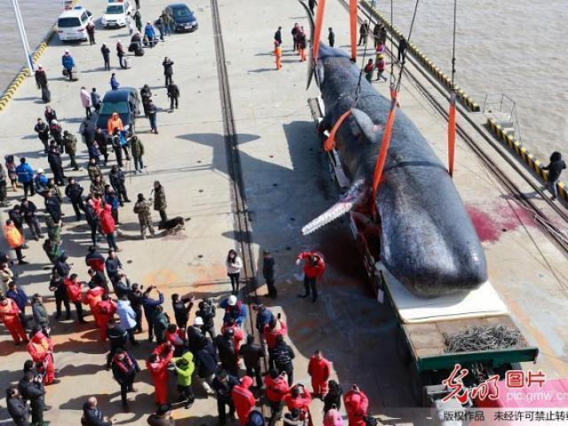 2 cá voi to như tàu ngầm dạt vào bờ biển Trung Quốc