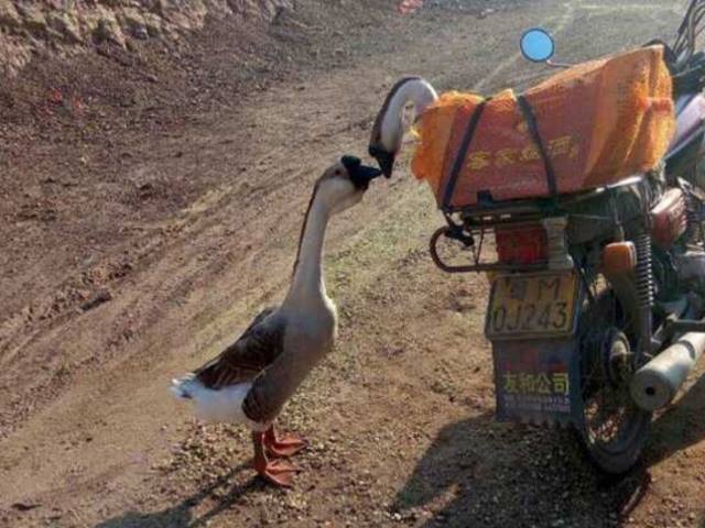 Bạn trẻ - Cuộc sống - Đôi ngỗng hôn vĩnh biệt nhau trước khi 'lên thớt'