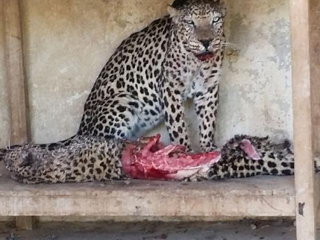 Thế giới - 300 con thú bị bỏ đói, ăn thịt lẫn nhau ở Yemen