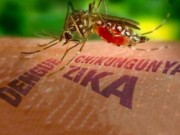 Sức khỏe đời sống - Thiết lập 8 điểm giám sát trọng điểm virus Zika tại khu vực phía Nam