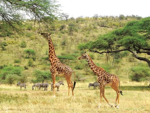 Du lịch - Theo chân thú hoang ở châu Phi