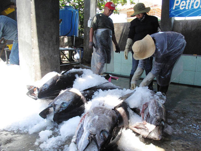 Thị trường - Tiêu dùng - Tư thương ép giá cá ngừ đại dương