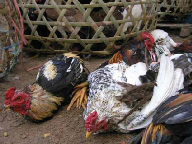 Thị trường - Tiêu dùng - Gà, vịt "dính" virus cúm A suýt đưa ra thị trường