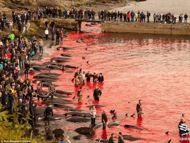 Văn hóa “đồ sát“ cá voi ở Đan Mạch