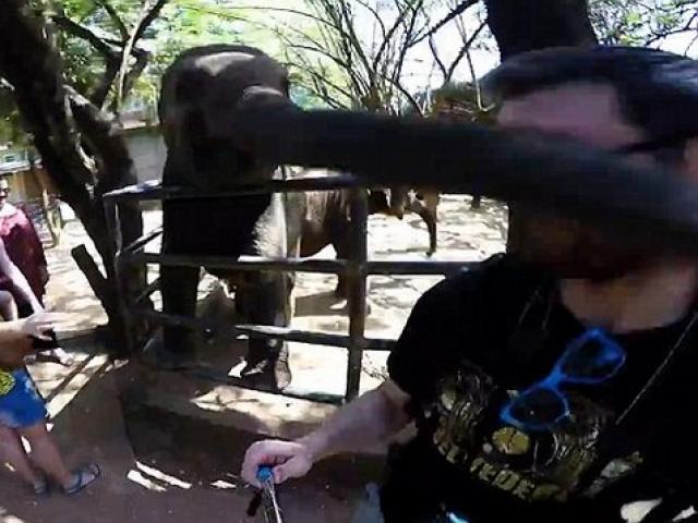 Thế giới - Video: Voi nổi giận tát lật mặt du khách chụp "tự sướng"