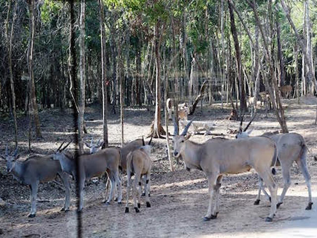 Tin tức trong ngày - Mèo đốm, linh dương quý hiếm vừa chào đời tại Việt Nam