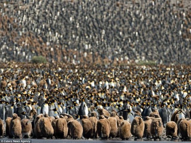 Thế giới - 150.000 chim cánh cụt bố mẹ tụ hợp ủ ấm cho con