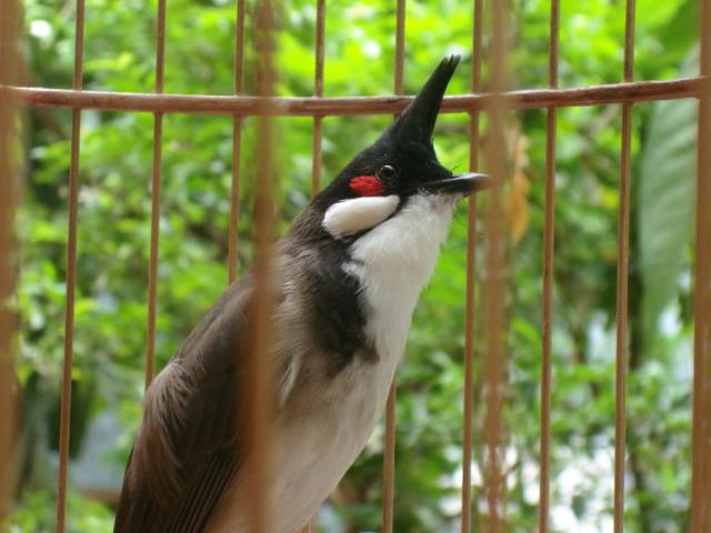 Tin tức trong ngày - Truy tố 2 người trộm chim cảnh của giám đốc sở "tuổi 30"