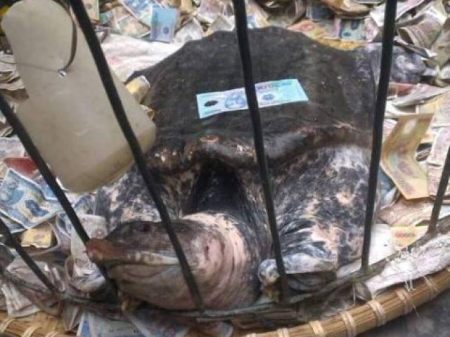 Tin tức Việt Nam - Người dân hiếu kỳ đổ xô đi xem "cụ" ba ba "khủng"