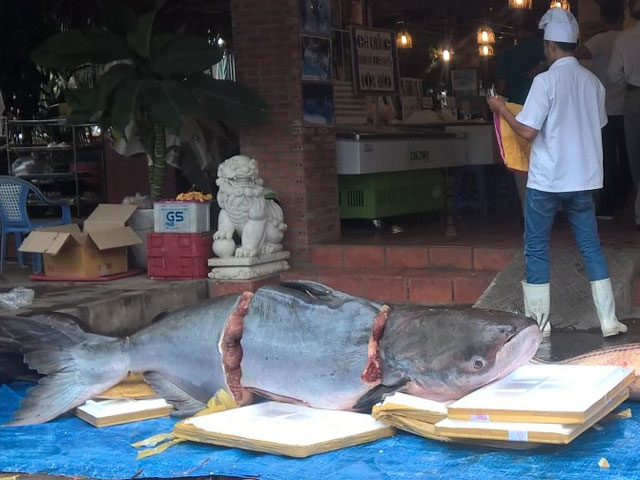 Tin tức trong ngày - 4 con cá siêu khủng "bơi" về Sài Gòn
