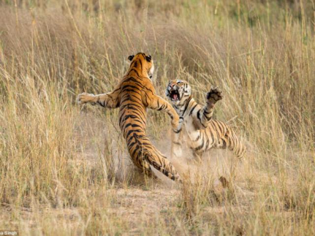 Thế giới - Ảnh đẹp về cuộc sống đa dạng trên trái đất