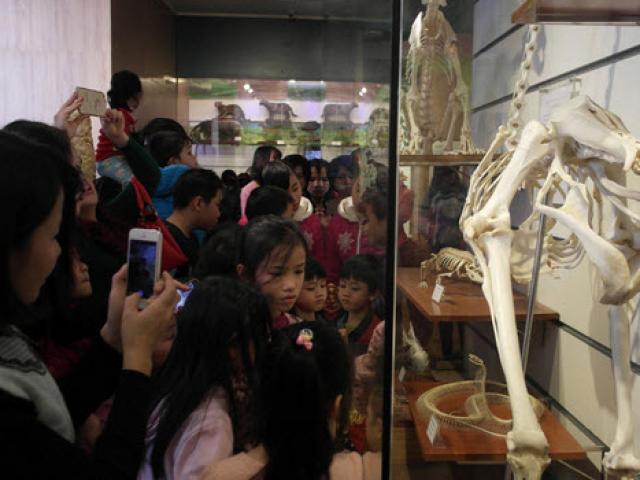 Tin tức trong ngày - Bảo tàng Thiên nhiên quá tải vì dân đến xem cụ rùa