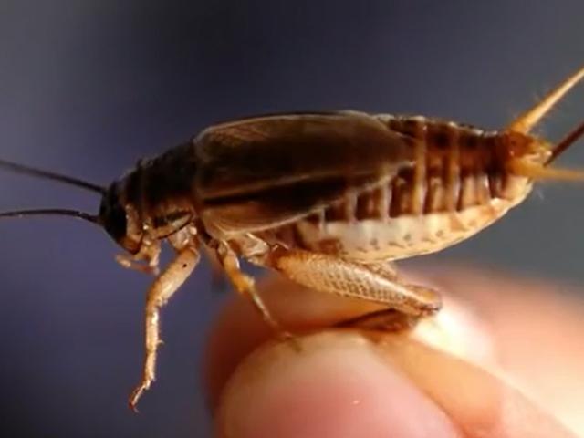 Thế giới - Món mì độc đáo làm bằng dế và châu chấu ở Pháp