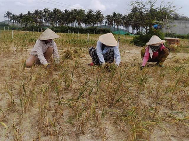 Thị trường - Tiêu dùng - Tỏi Lý Sơn mất mùa ở... Khánh Hòa