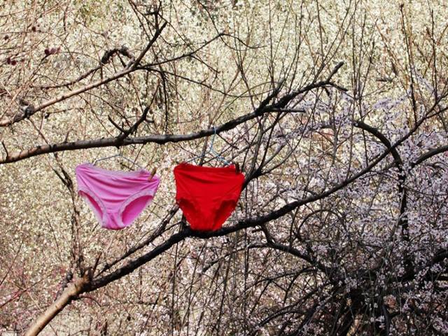 Bạn trẻ - Cuộc sống - "Phụ tùng" nữ phơi trên nền hoa mận gây xôn xao dư luận