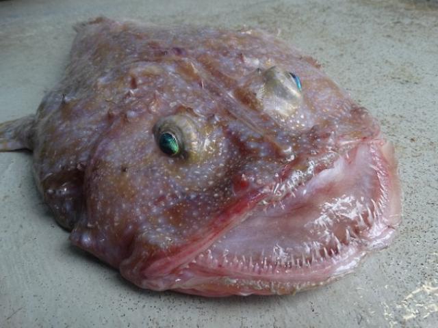 Phi thường - kỳ quặc - Phát hiện "quái vật biển" miệng rộng ở Úc