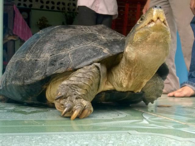 Tin tức trong ngày - Chủ nuôi đi cùng công an đến "xin" lại con rùa 14 kg