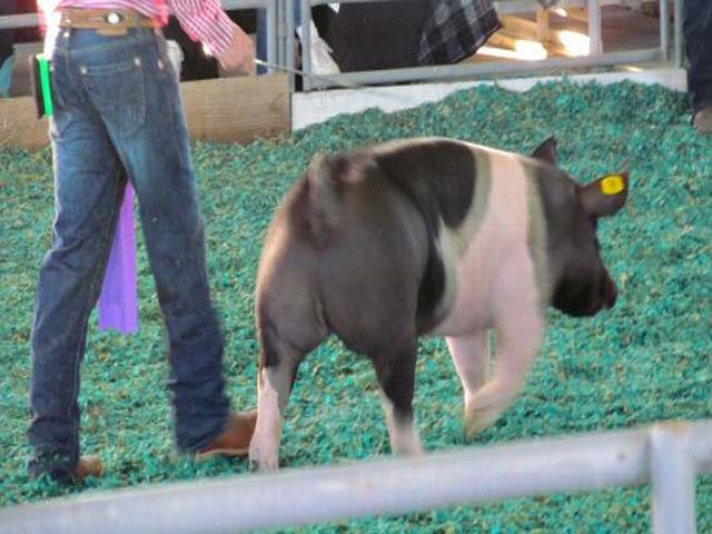 Thể thao - Vung 150 triệu đồng tậu "lợn chiến" vô địch