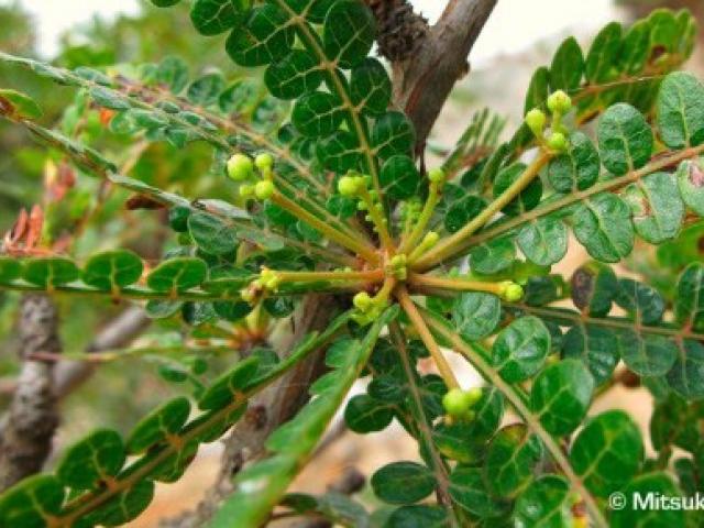Bác sĩ của bạn - 5 phương pháp tự nhiên chữa đau lưng