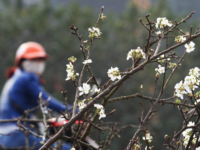 Tin tức trong ngày - Ảnh: Hoa lê Sa Pa tiền triệu khoe sắc giữa Thủ đô