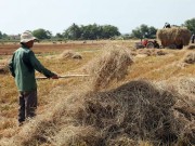 Giá cả hàng hóa - Khô hạn khốc liệt, rơm rạ quý như... vàng