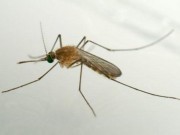 Sức khỏe đời sống - Phát hiện thêm 20 loại muỗi mang virus Zika