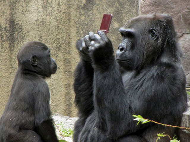 Tranh vui - "Đau bụng" xem mẹ con khỉ chụp ảnh "tự sướng"