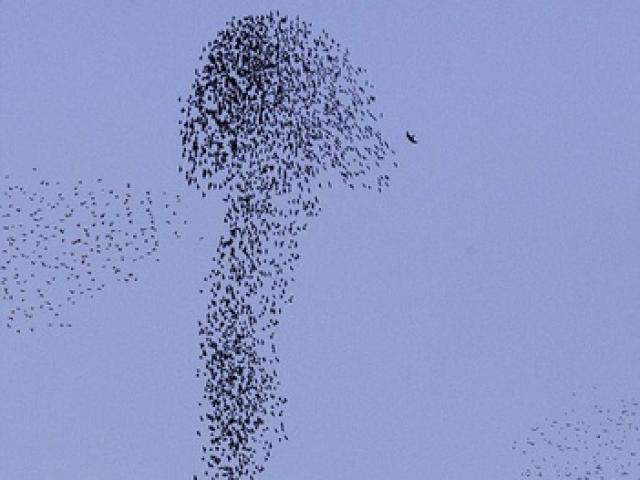 Thế giới - Mỹ: Bầy chim tạo hình "bậy" trên bầu trời