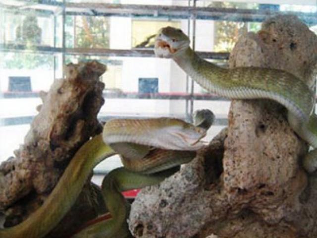 Tin tức trong ngày - Theo dấu mãng xà U Minh Hạ: Khát khao diện kiến "thần rừng"