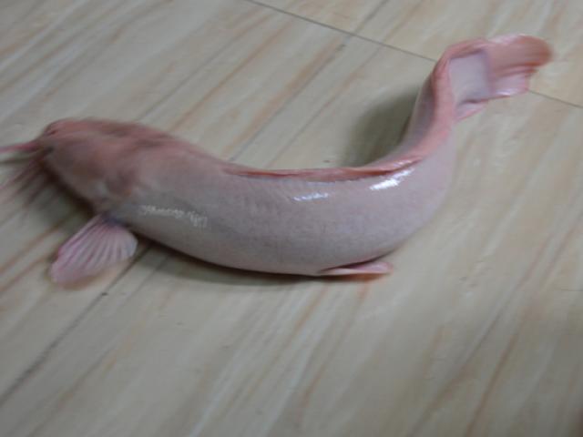 Thị trường - Tiêu dùng - Trả 5 triệu không mua được cá trê trắng