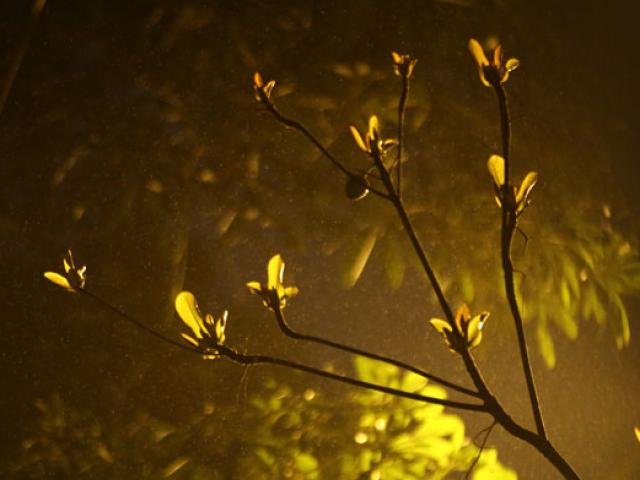 Tin tức trong ngày - Dự báo thời tiết VTV 9/3: Độ ẩm cao bão hòa ở HN