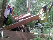 Pháp luật - Bà trùm &quot;lâm tặc&quot; dữ dằn ở Ninh Thuận