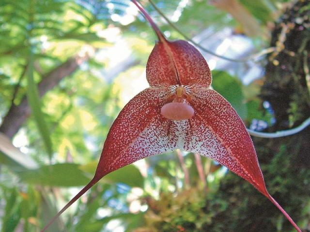 Thế giới - Phong lan "ma cà rồng" biến hóa để thu hút ruồi